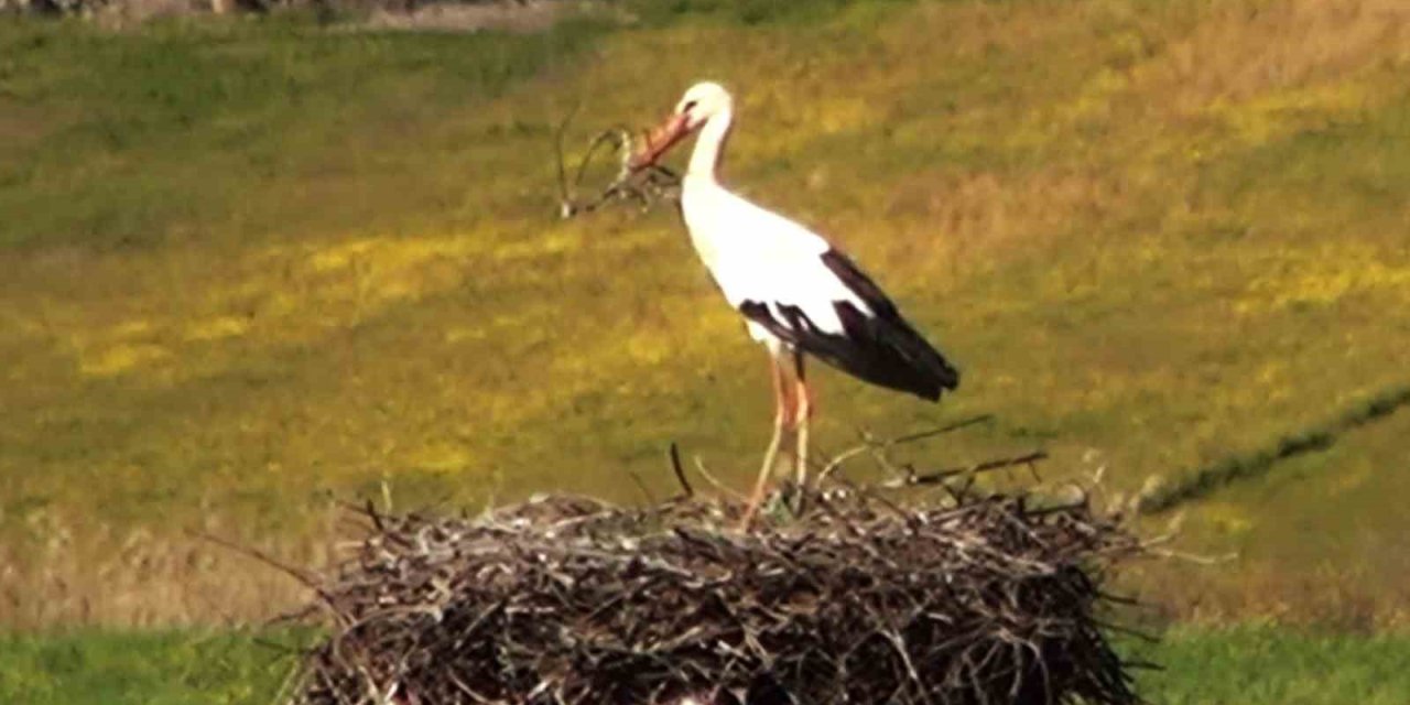 Bu da Leyleğin hırsızı
