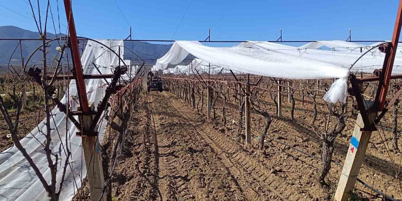 Sarıgöl’de üzüm bağları doluya karşı fileyle korunuyor