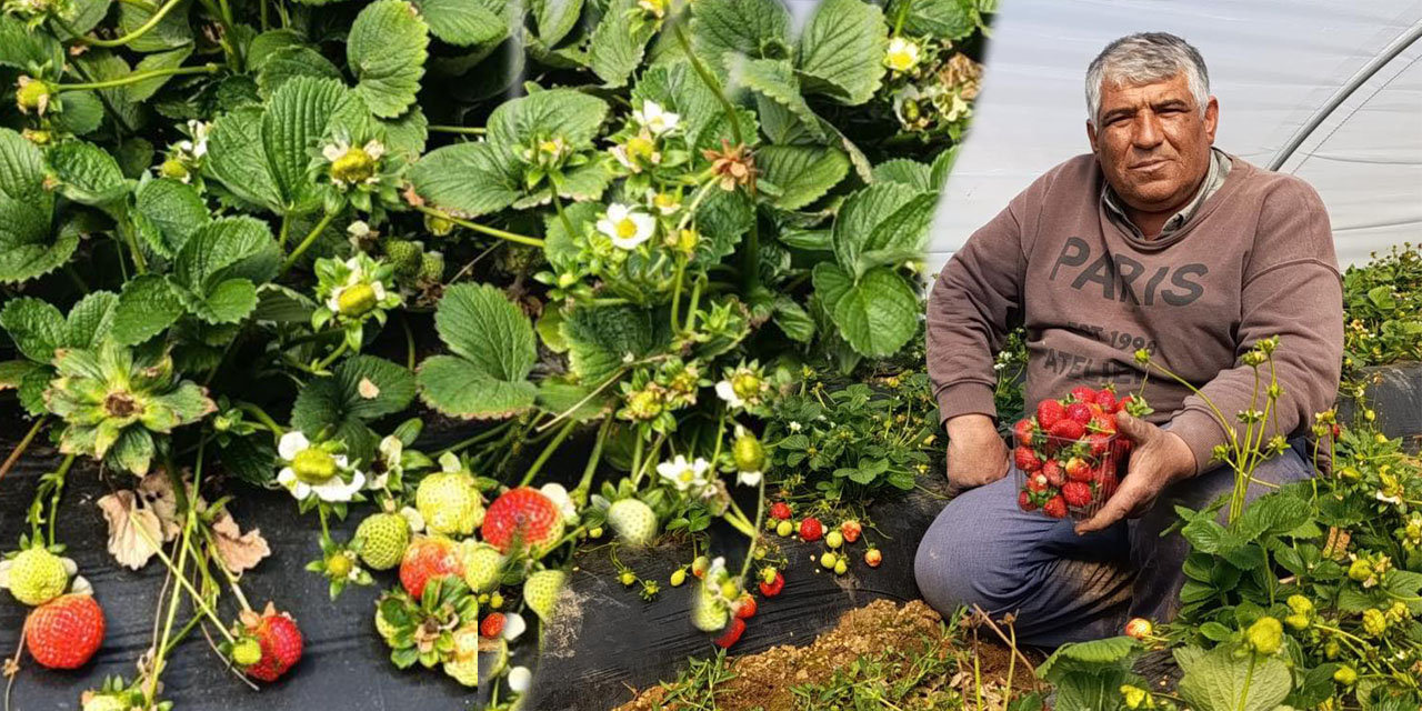 Köprübaşı çileği altın sezonunu yaşıyor