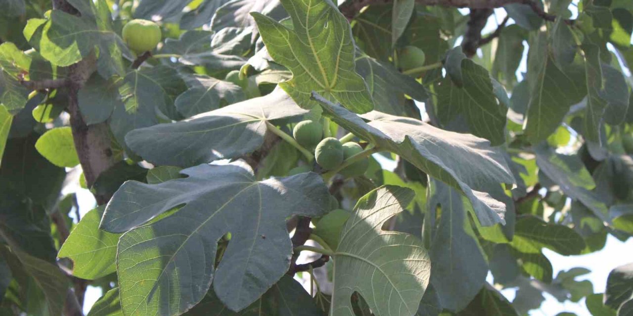 İncir üretiminde yenilenebilir enerjinin etkisi araştırılacak