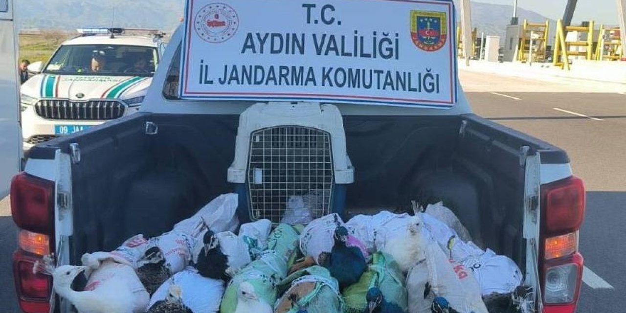 Nazilli’de tavus kuşu operasyonu