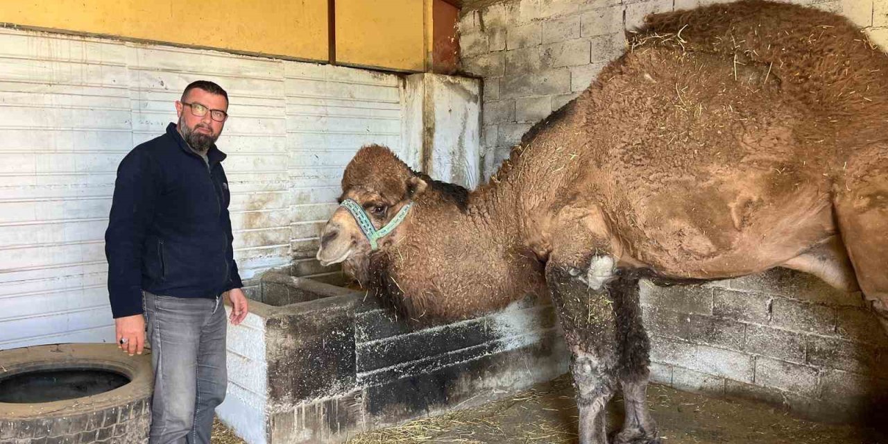 Deve güreşleri iptal edilince develer dinlenmeye çekildi