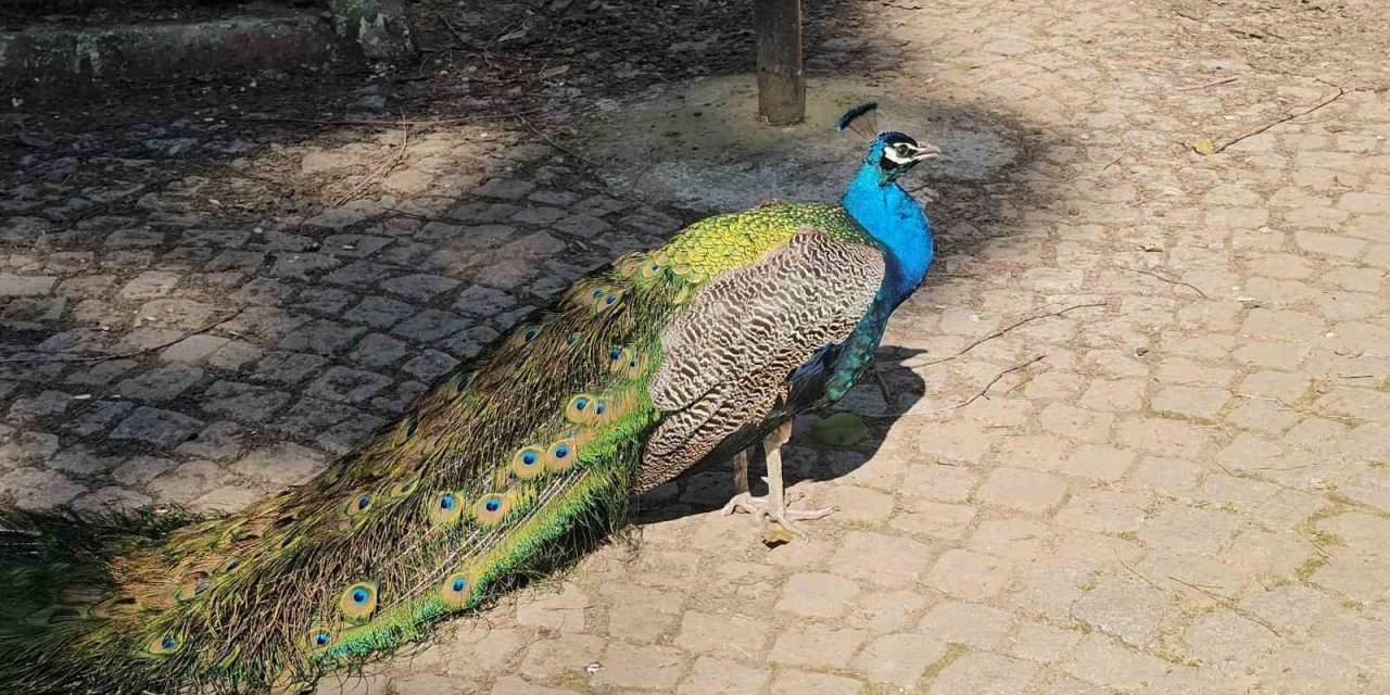 Otobüs bagajından hayvanat bahçesine