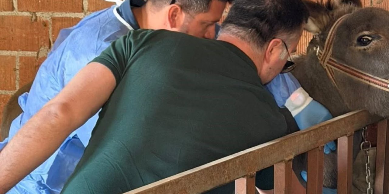 Aydın’da at ve eşeklerden numune alınıyor