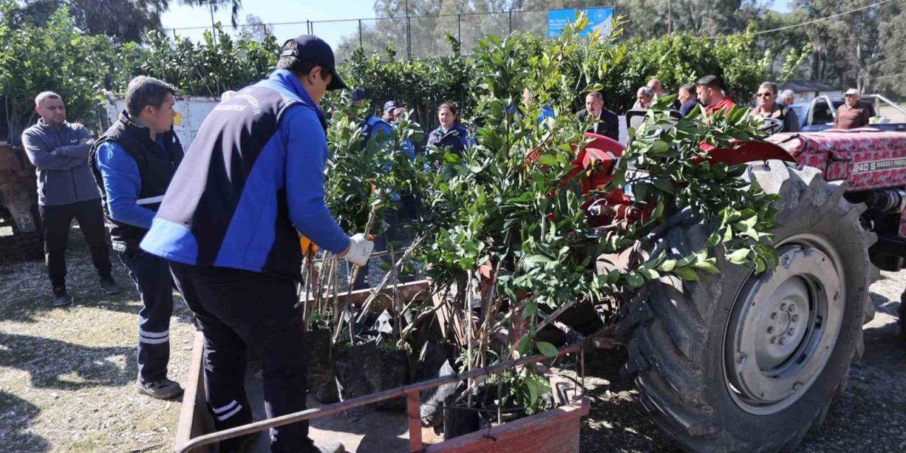 Zirai dondan zarar gören üreticilere fidan desteği