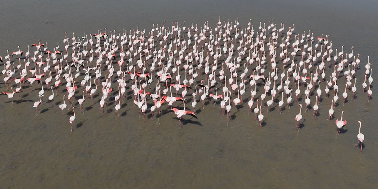 Büyük Menderes taşkını sonrası oluşan sulak alanda flamingolara yem desteği