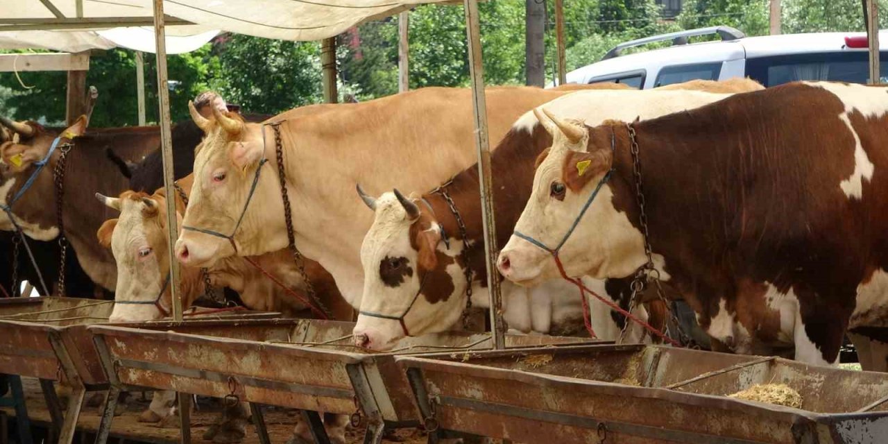 Buldan’da şap karantinası kaldırıldı