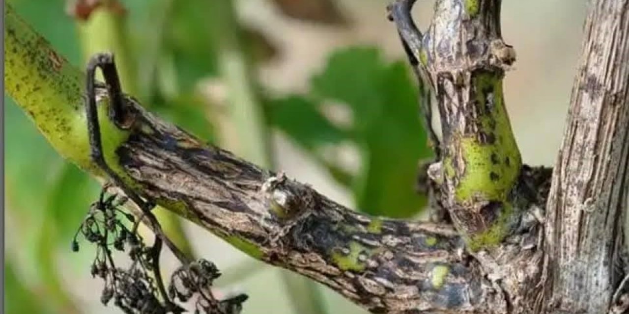 Manisa’da bağcılara ‘Ölükol’ uyarısı