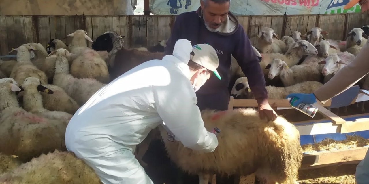 Koçarlı’da küçükbaş hayvanlar aşılandı