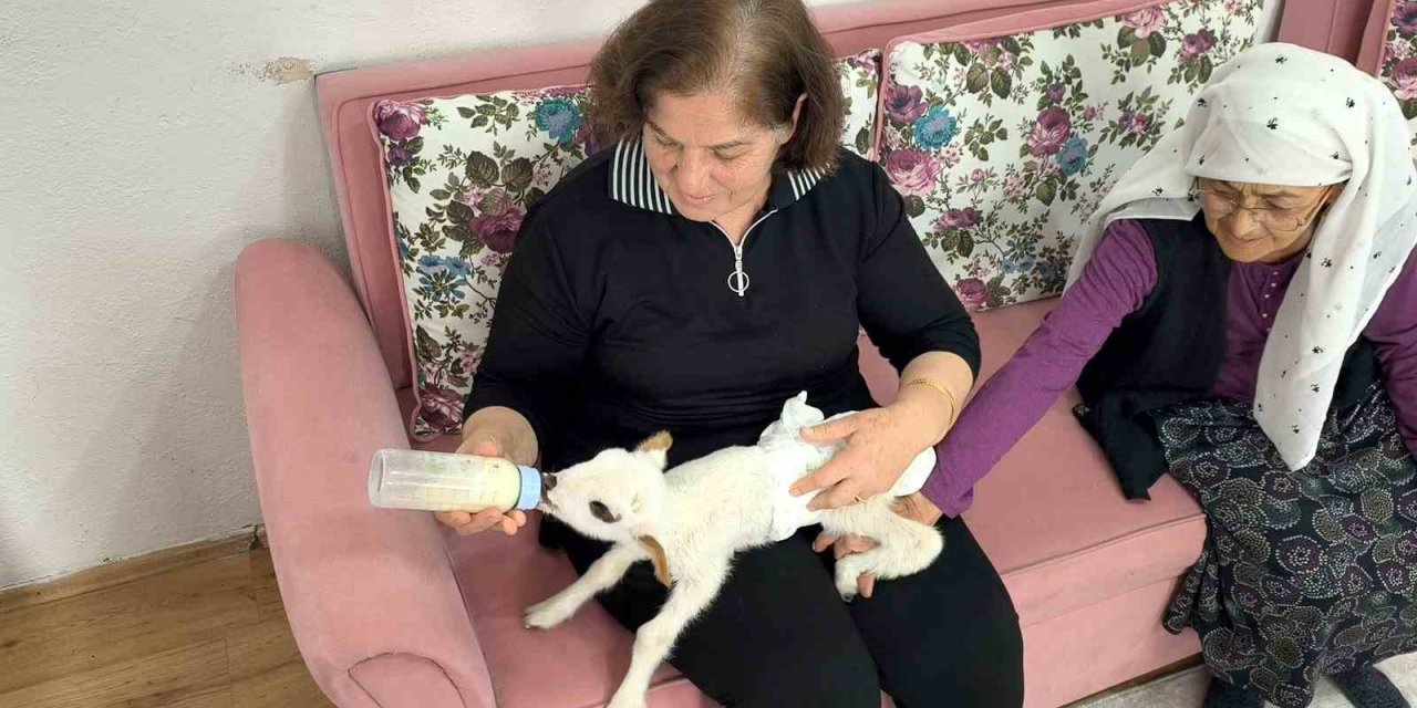 Öksüz kuzu "Balım", Şenol ailesinin şefkatiyle hayata tutundu