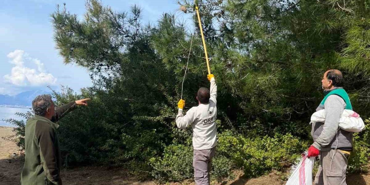 Marmaris’te çam kese böceğine karşı  ’mekanik ve biyolojik yöntemlerle mücadele’ sürüyor