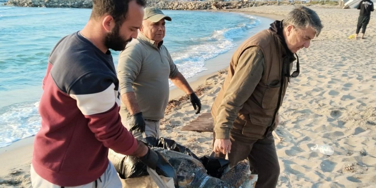 Kuşadası’nda 2 yeşil deniz kaplumbağası ve 1 caretta caretta ölü bulundu