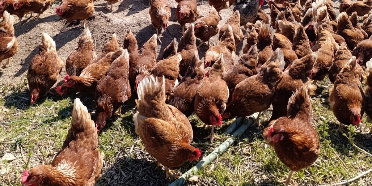 Ev kiraları şehirden kaçırdı, köyde "gezen tavuk" çiftliği kurdu