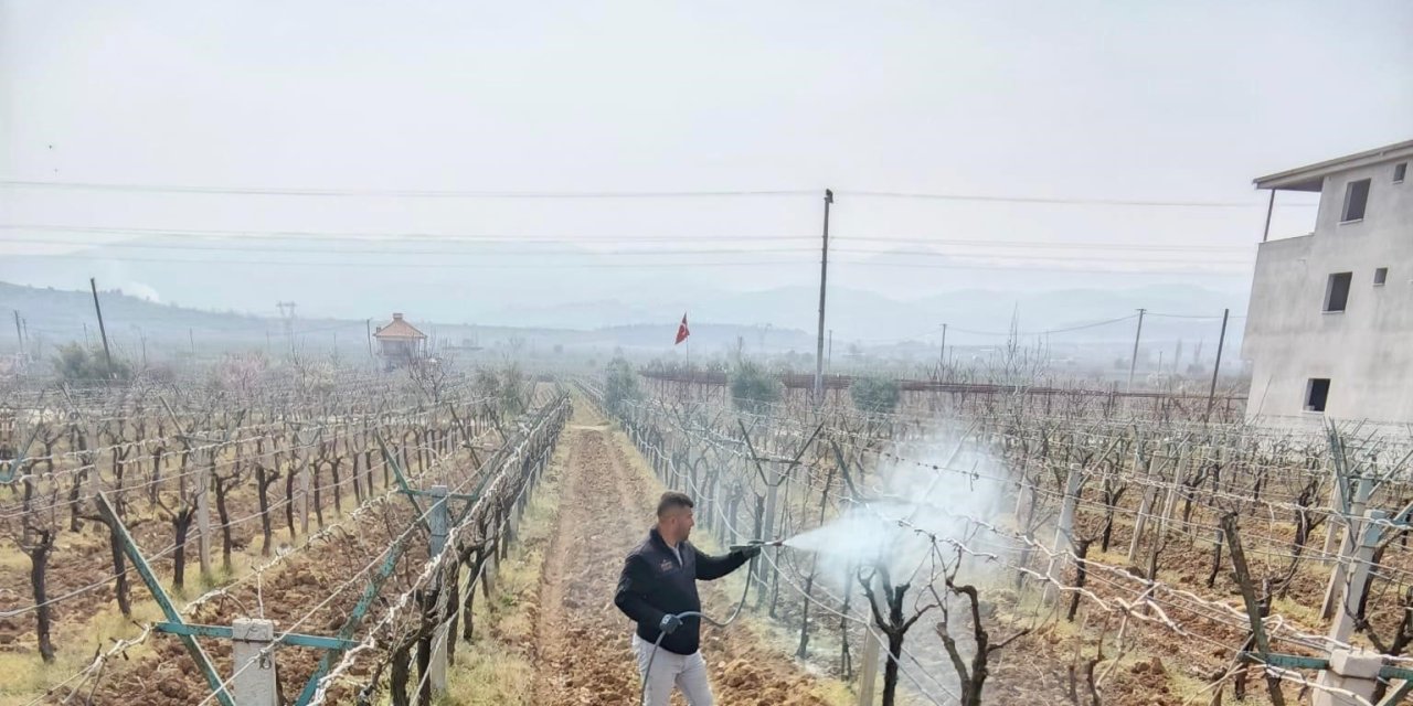 Sarıgöl’de ölü kol hastalığıyla mücadele başladı