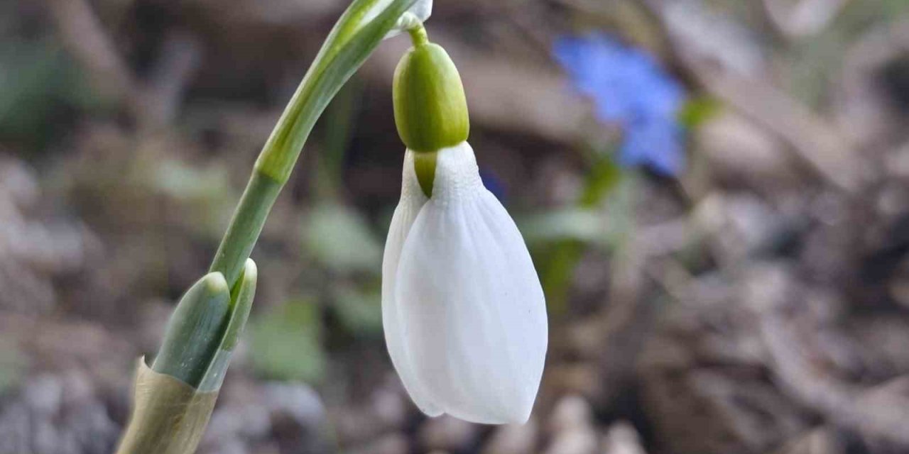 Spil’de kardelenler ikinci kez açtı
