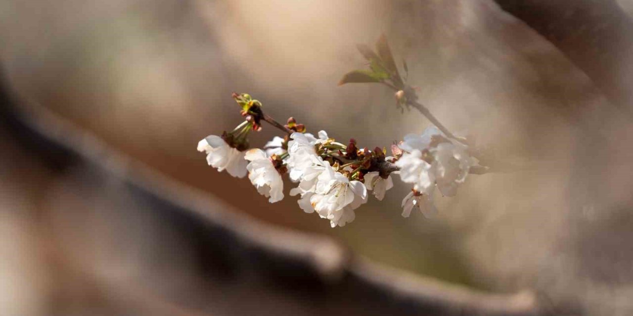 Beyaza bürünen kiraz ağaçları görsel şölen oluşturdu
