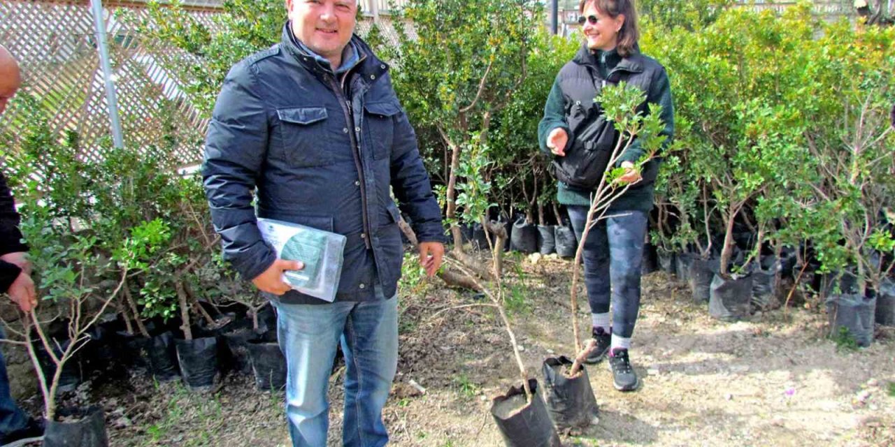 Alaçatı’da "Her Bahçeye Bir Sakız Ağacı" seferberliği