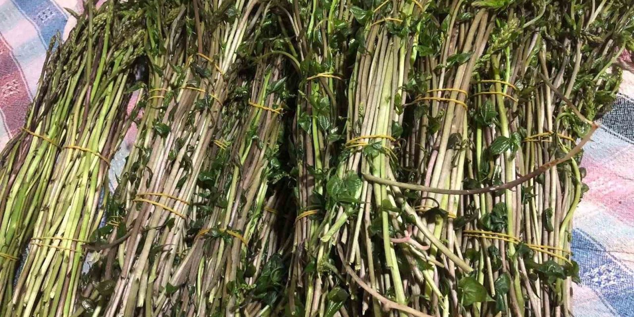 Sarıgöl’de yaban otları paraya dönüştü