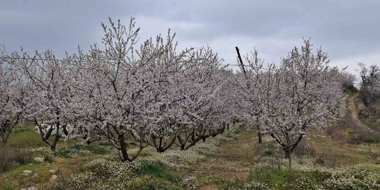 Erken çiçek açan ağaçlar don tehlikesiyle karşı karşıya