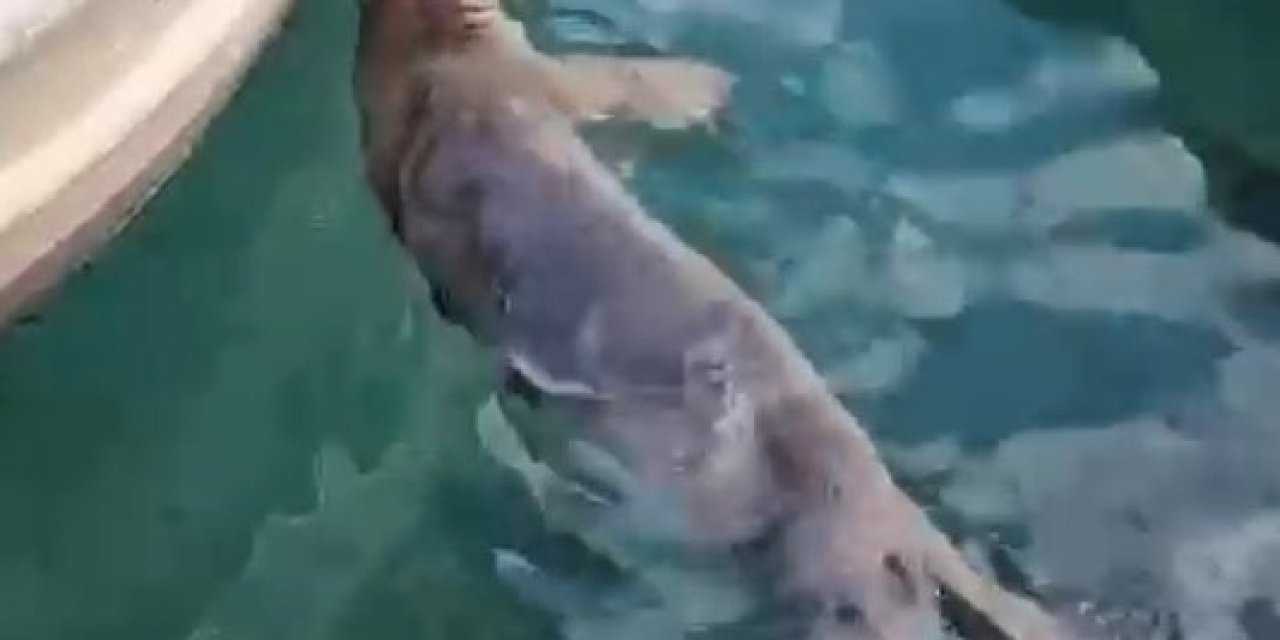 Akyarlar’da yavru Akdeniz foku ilgi odağı oldu