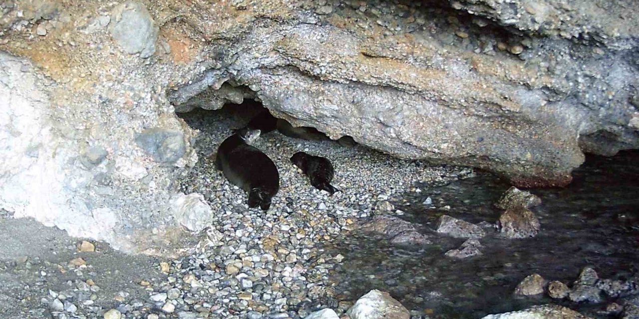 Akdeniz keşiş foku yaşam alanlarına insan baskısı