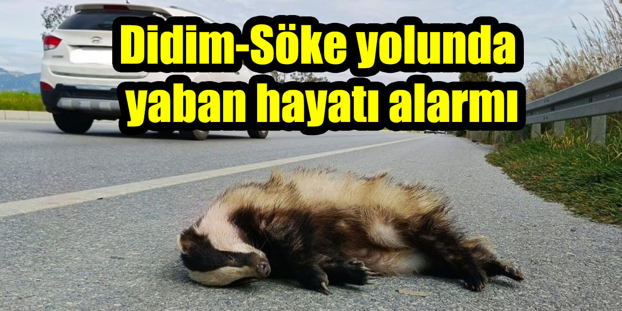 Didim-Söke yolunda yaban hayatı alarmı: Bir porsuk daha telef oldu