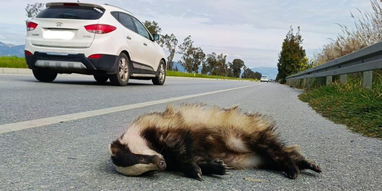 Didim-Söke yolunda yaban hayatı alarmı: Bir porsuk daha telef oldu