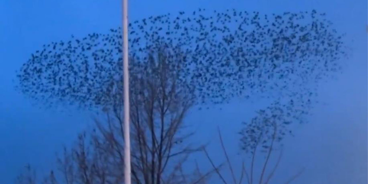 Kuşların Türk bayrağı çevresindeki mest eden dansı kamerada