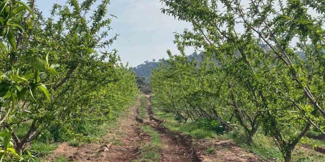 Ağaçlar çiçek açtı, bahçelerde meyve tutumu takibi yapıldı