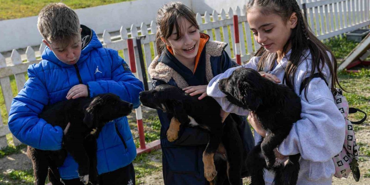 İzmir’de 2 bin 300 patili yuva bekliyor