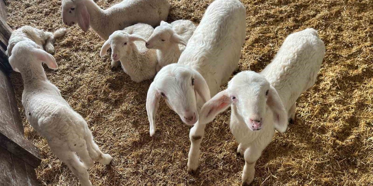 Kurbanlıklar görücüye çıkmaya başladı