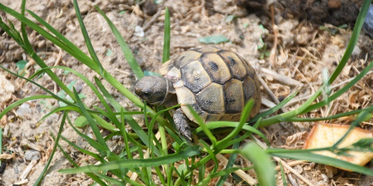 Kuşadası’nda kaplumbağalar için özel yaşam alanı oluşturuldu