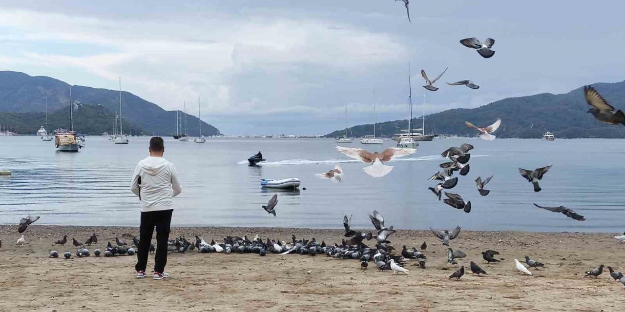 Marmaris’te güvercinler kışın boşalan sahili mesken tuttu