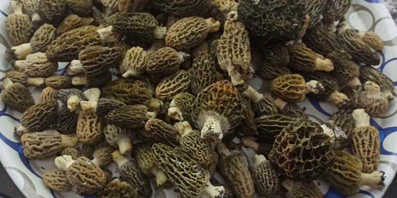 Buldan ormanlarında kuzugöbeği bereketi