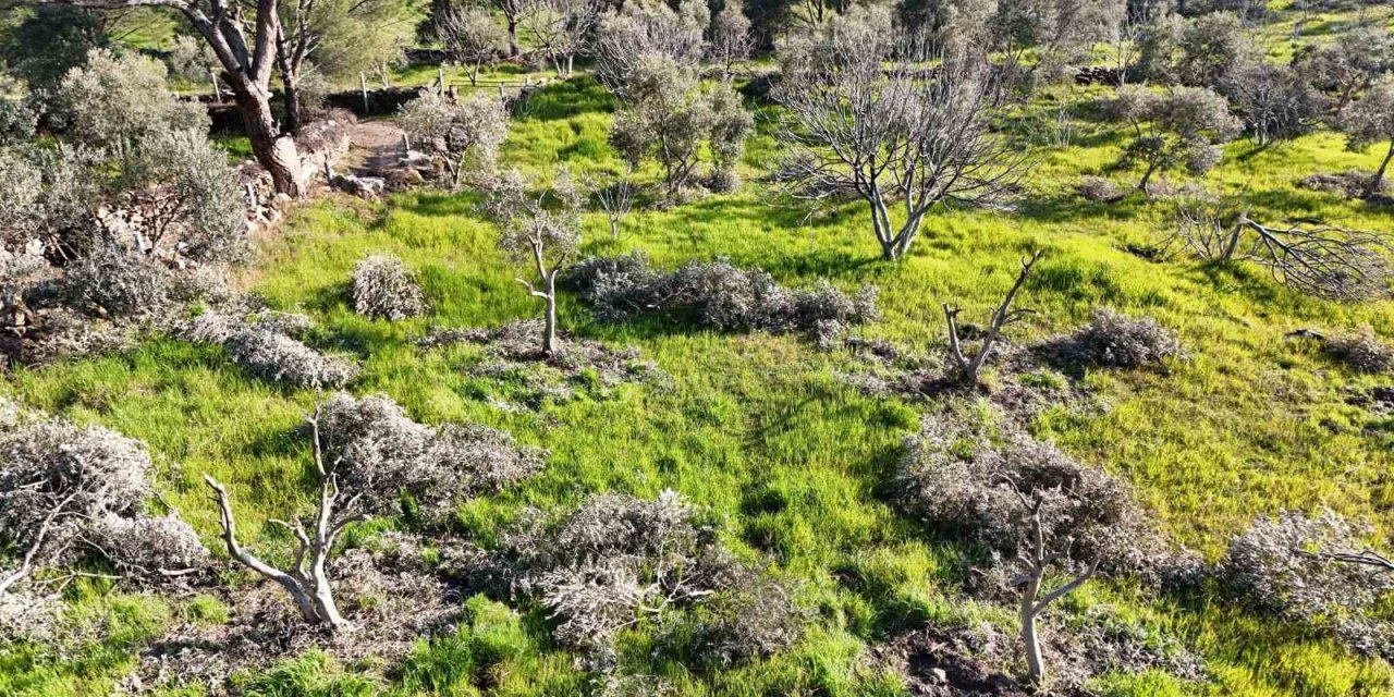 Böyle öfke görülmedi, bir gecede yüzlerce incir ve zeytin ağacını kesip ortadan kayboldular