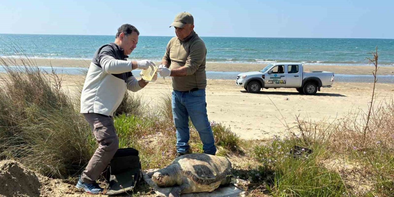 Kuşadası’nda deniz kaplumbağası ölümleri artıyor: Bir haftada 7 kayıp