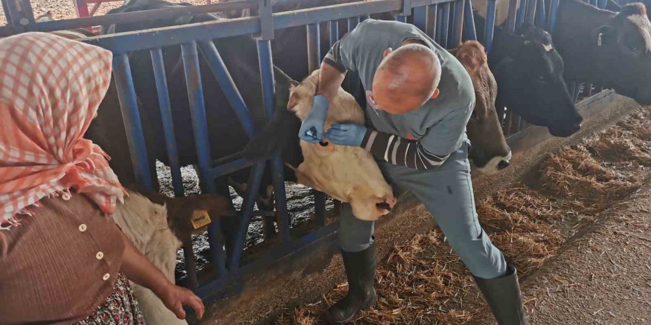 Bozdoğan’da aşı ve küpeleme çalışmaları sürüyor