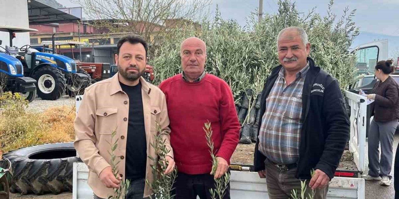 Bayındır’da üreticilere zeytin fidanı desteği
