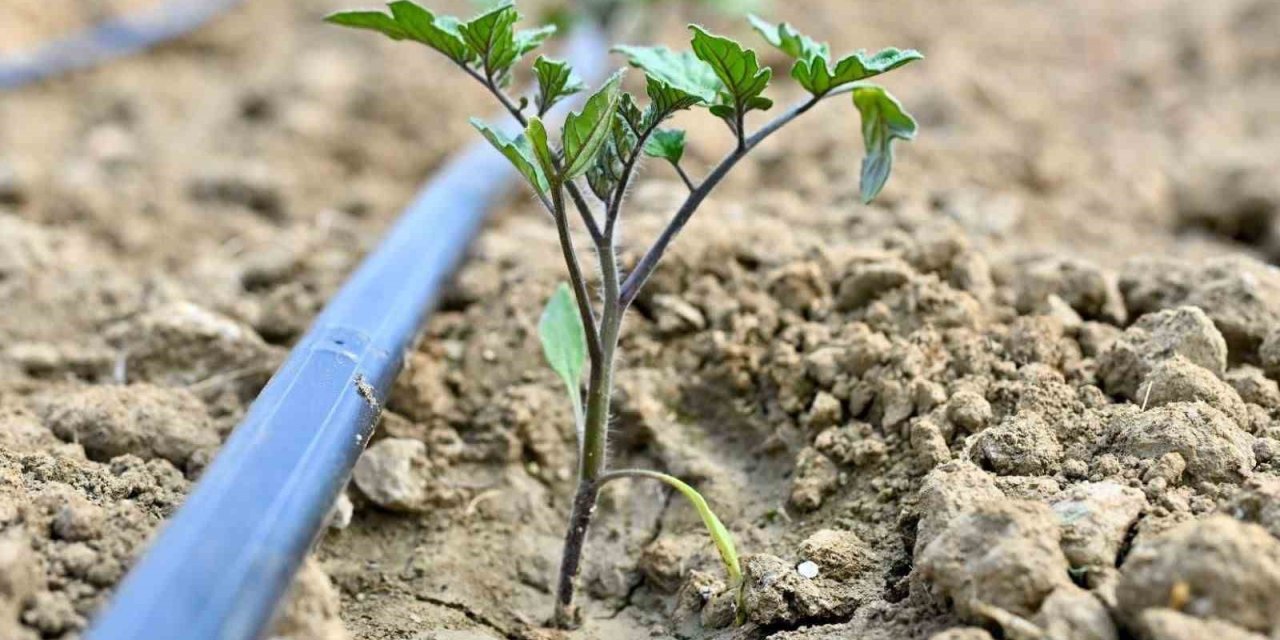 Gördes’te 73 bin domates fidesi toprakla buluşuyor