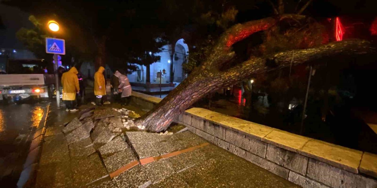 Aydın kent merkezinde faciadan dönüldü: Asırlık çam ağacı devrildi