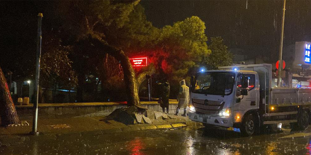Efeler’de asırlık çam ağacı devrildi: Facia kıl payı atlatıldı