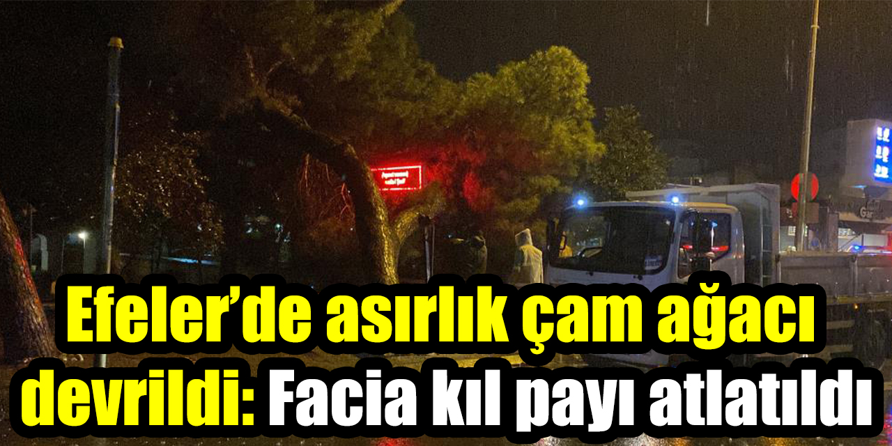 Efeler’de asırlık çam ağacı devrildi: Facia kıl payı atlatıldı