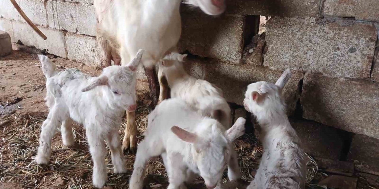 Süt rekortmeni Saanen keçiden dördüz doğum