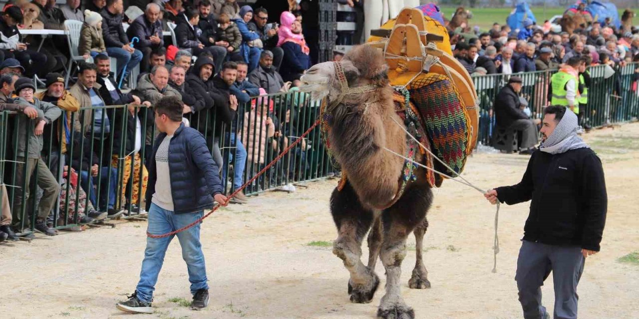 Saruhanlı’da deve güreşlerine binlerce vatandaş akın etti