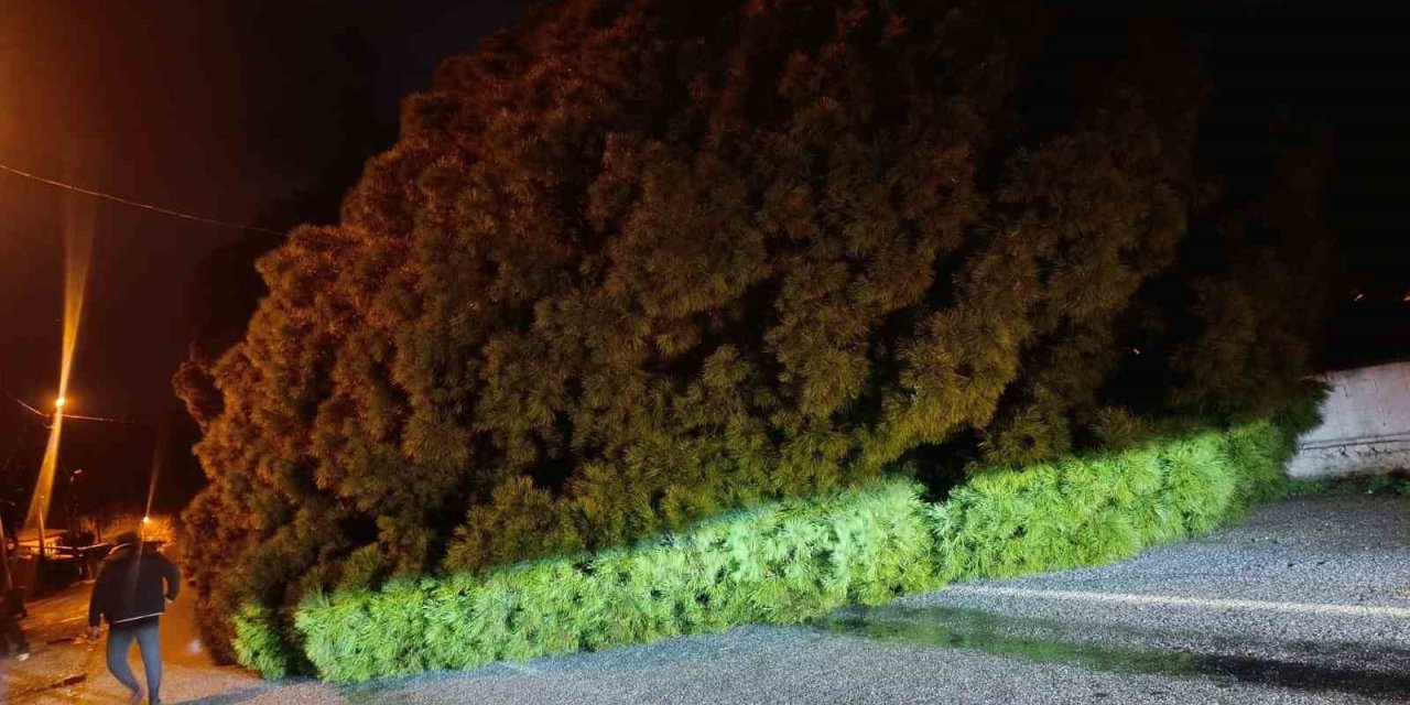 Yağış çam ağacını devirdi, ekipler çalışma başlattı