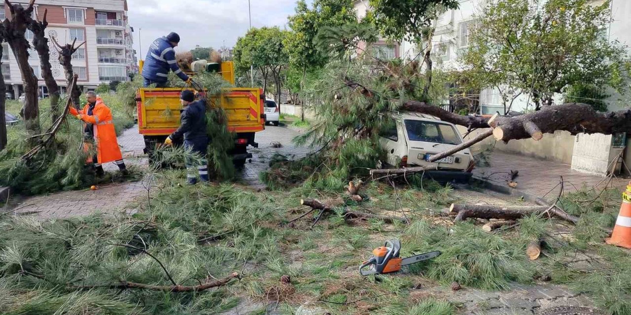 Üzerine ağaç devrilen park halindeki araç zarar gördü
