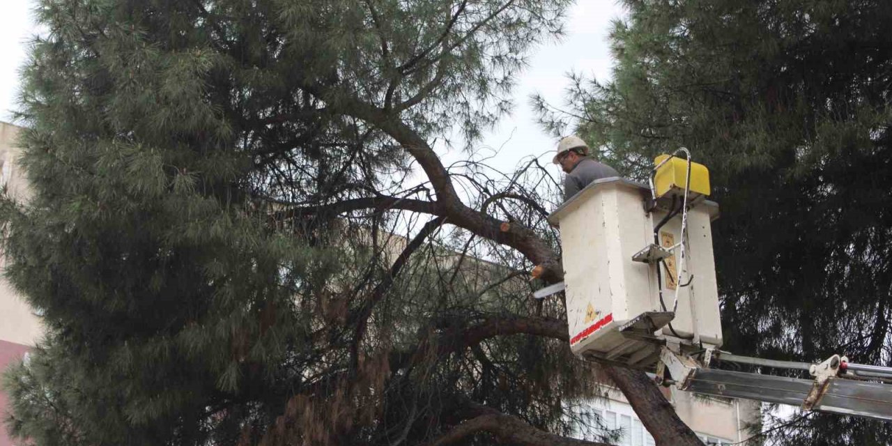 Efeler’de yağışlara dayanamayan 2 ağaç yan yattı