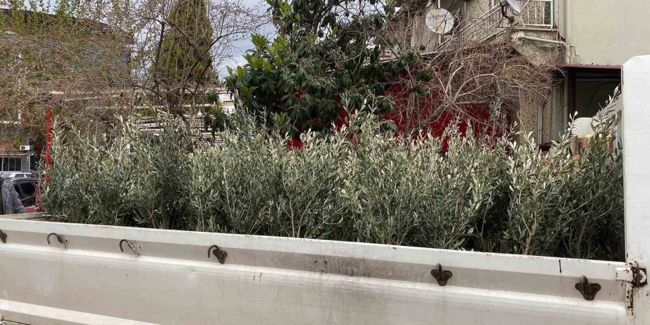 Sarıgöl’de Trilye zeytin fidanına yoğun ilgi