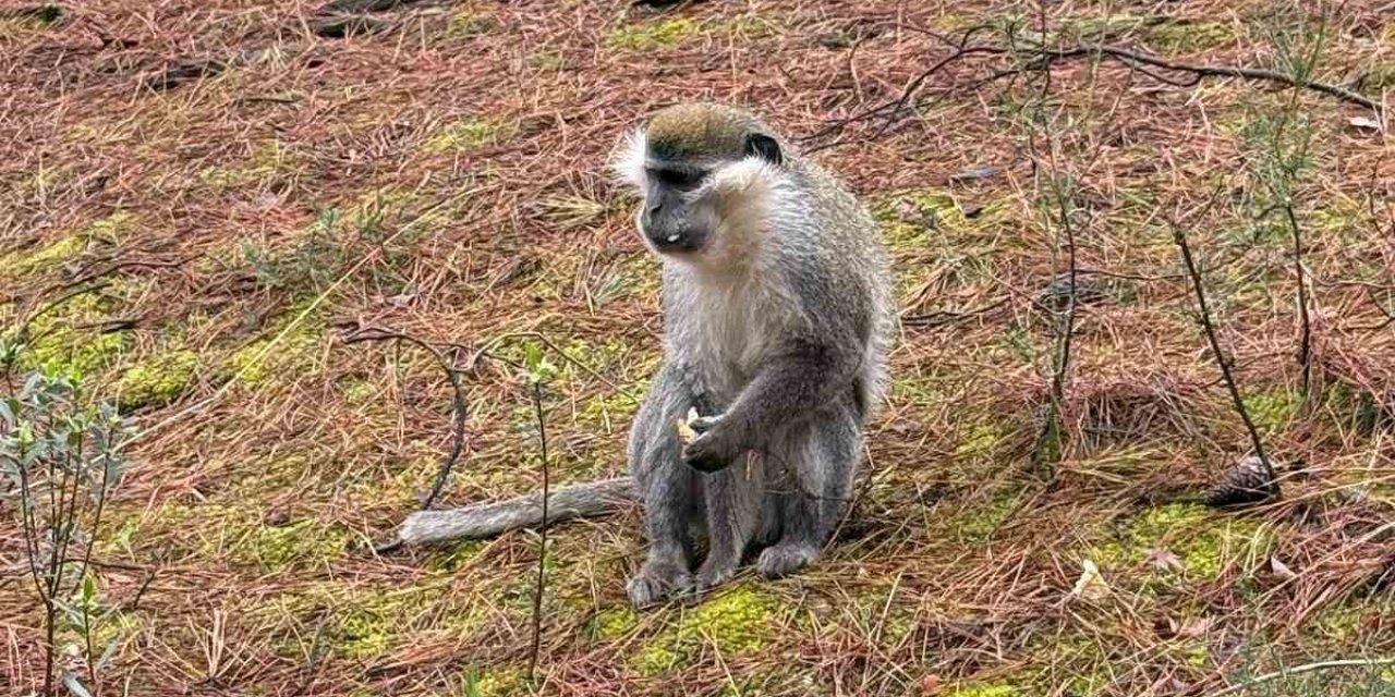 Mantar aramak için çıktığı doğada maymun buldu