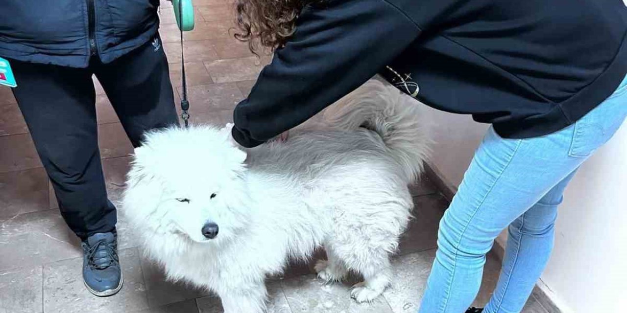 Didim’de evcil hayvanlar aşılanıyor